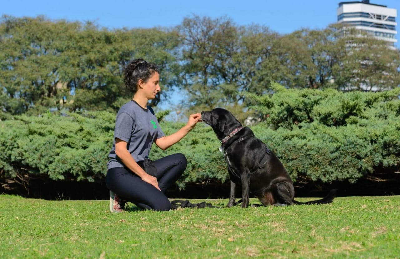 Clase presencial de educación canina