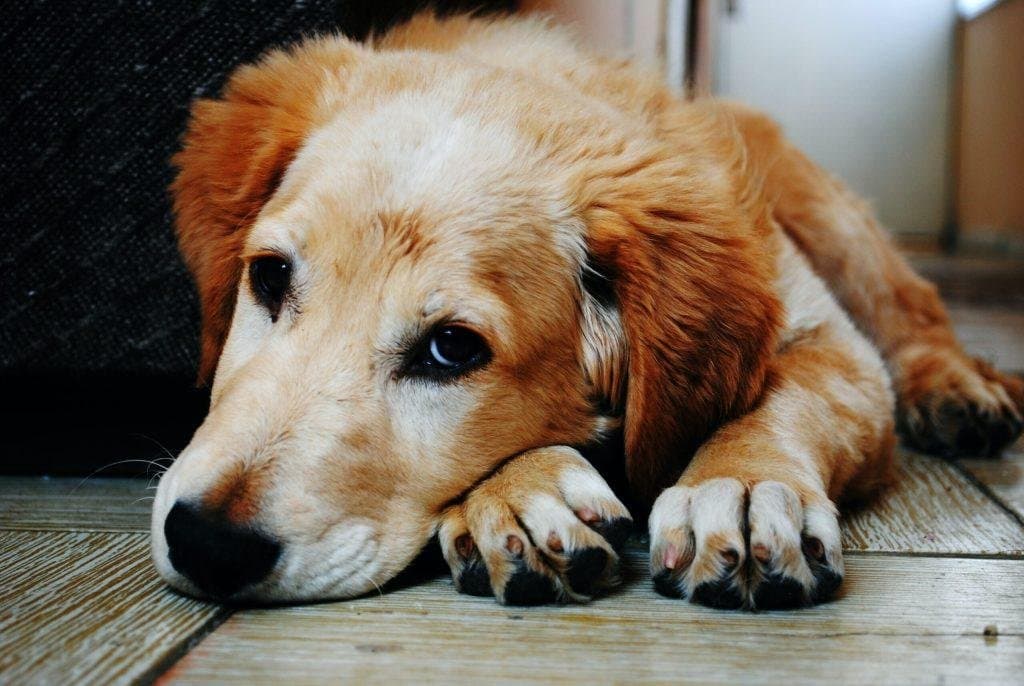 7 cosas que los perros odian de ti