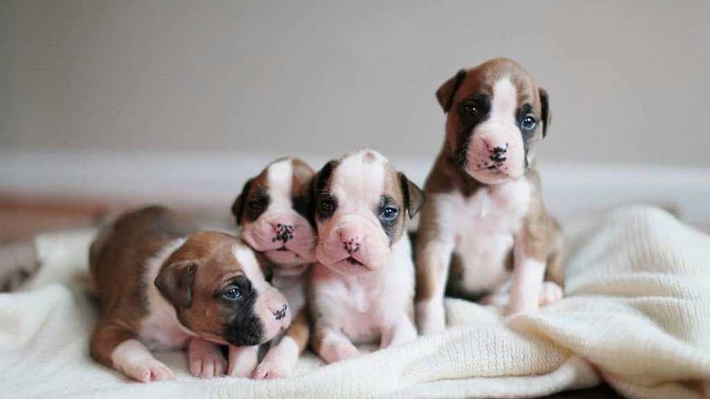 ¿A qué edad debemos separar a los cachorros de sus madres?