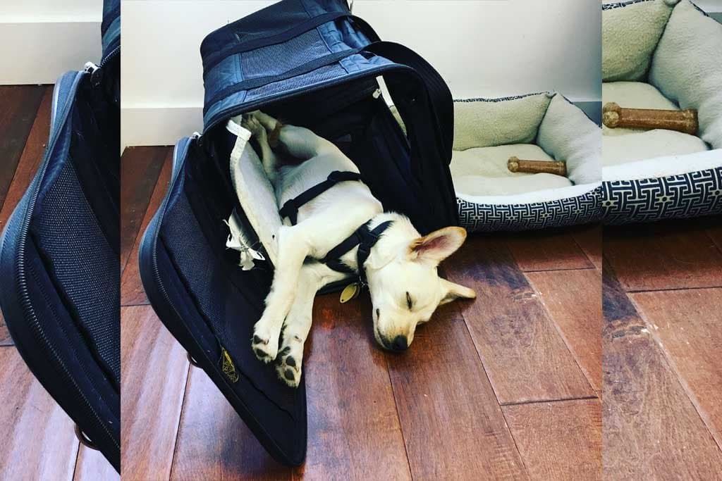 ¿Cómo acostumbrar a mi perro al Bolso de Viaje?