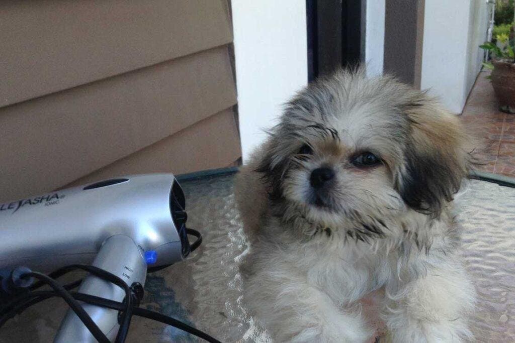 ¿Cómo acostumbrar a un perro al secador de pelo?
