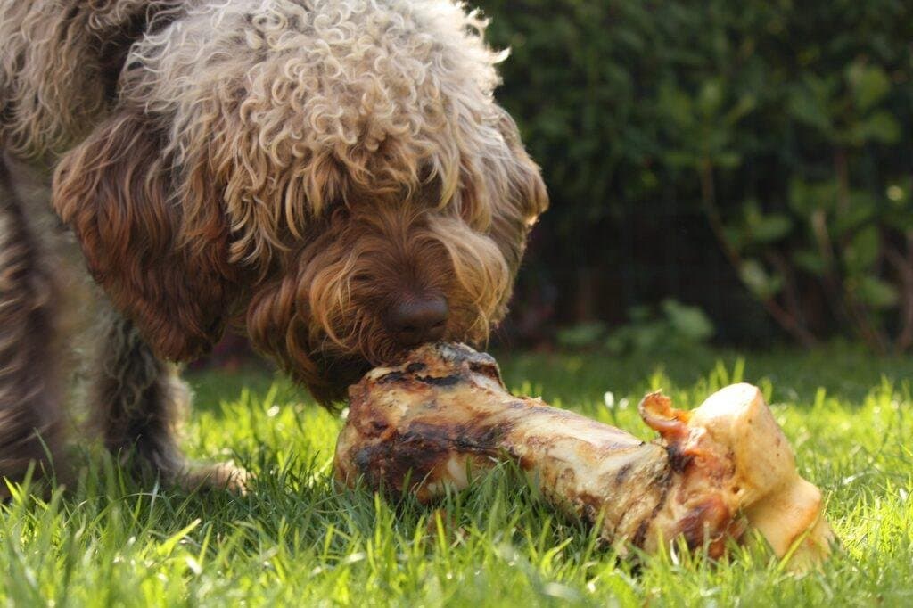 Alimentación saludable: la clave para un perro feliz y sano
