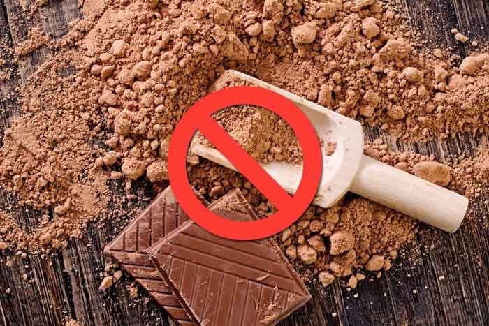 Alimentos PROHIBIDOS para perros y gatos