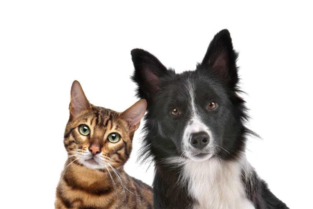 Castra a tu perro o gato