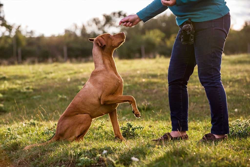 ¿Cómo hacer que mi perro me haga caso?