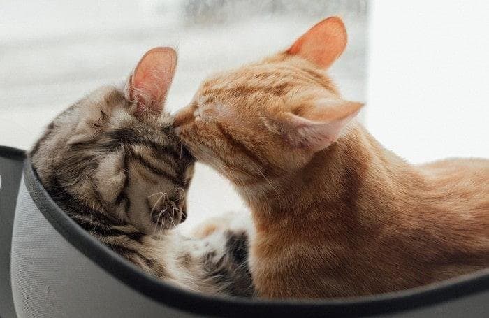 Cómo hacer que un gato acepte a otro