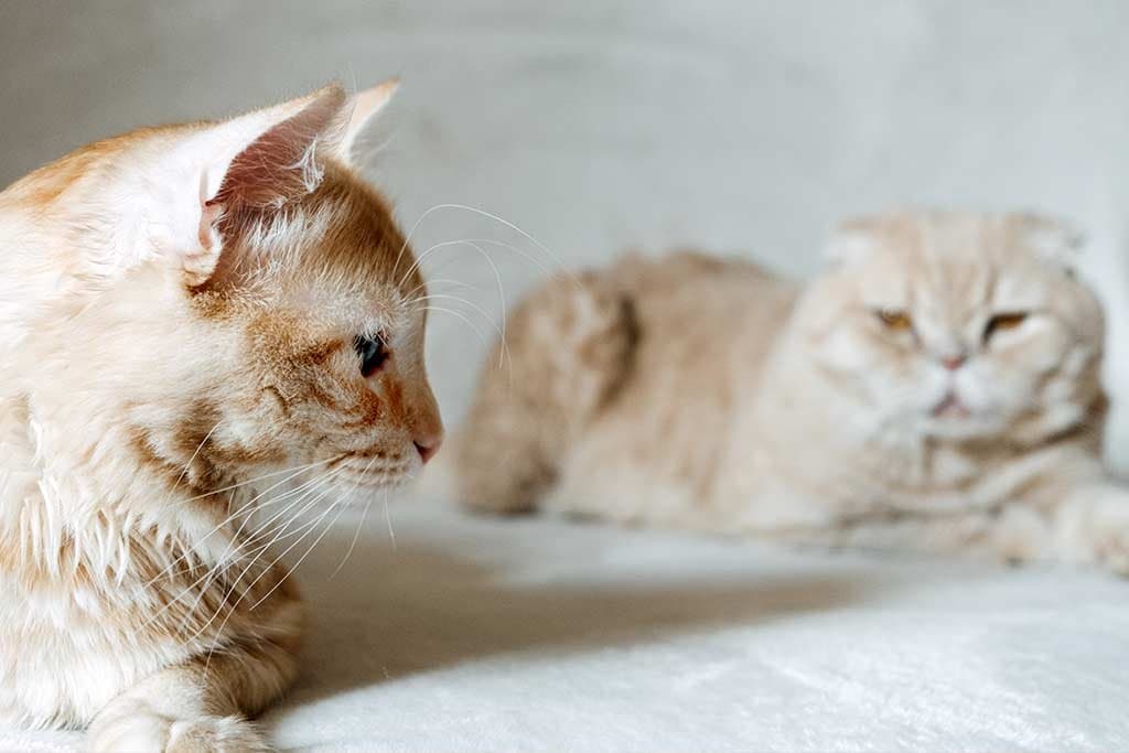 ¿Cómo presentamos a dos gatos?