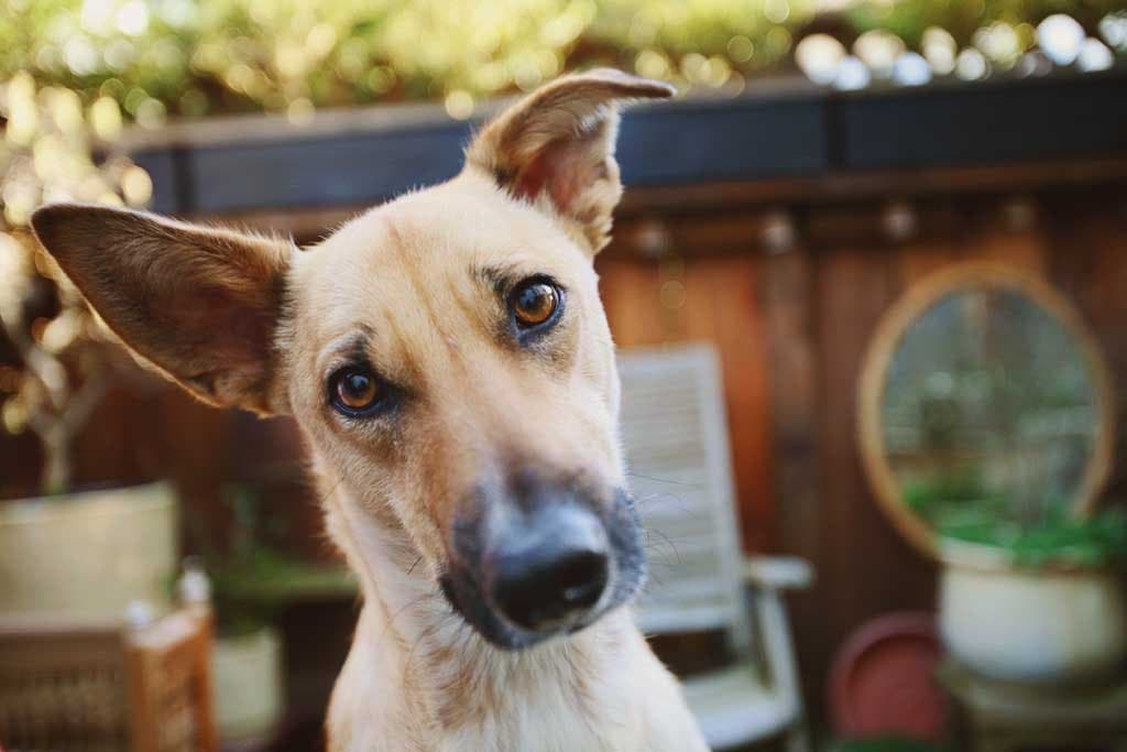 ¿Cómo se comunican los perros? Lenguaje corporal