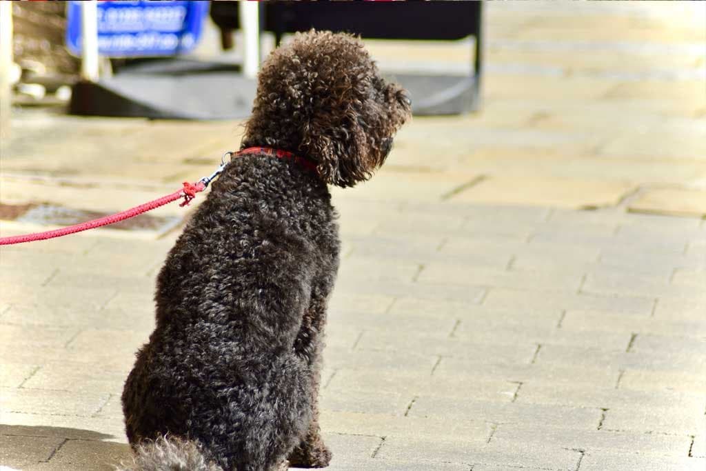 Dejar a mi perro solo cuando entro a comprar a un negocio