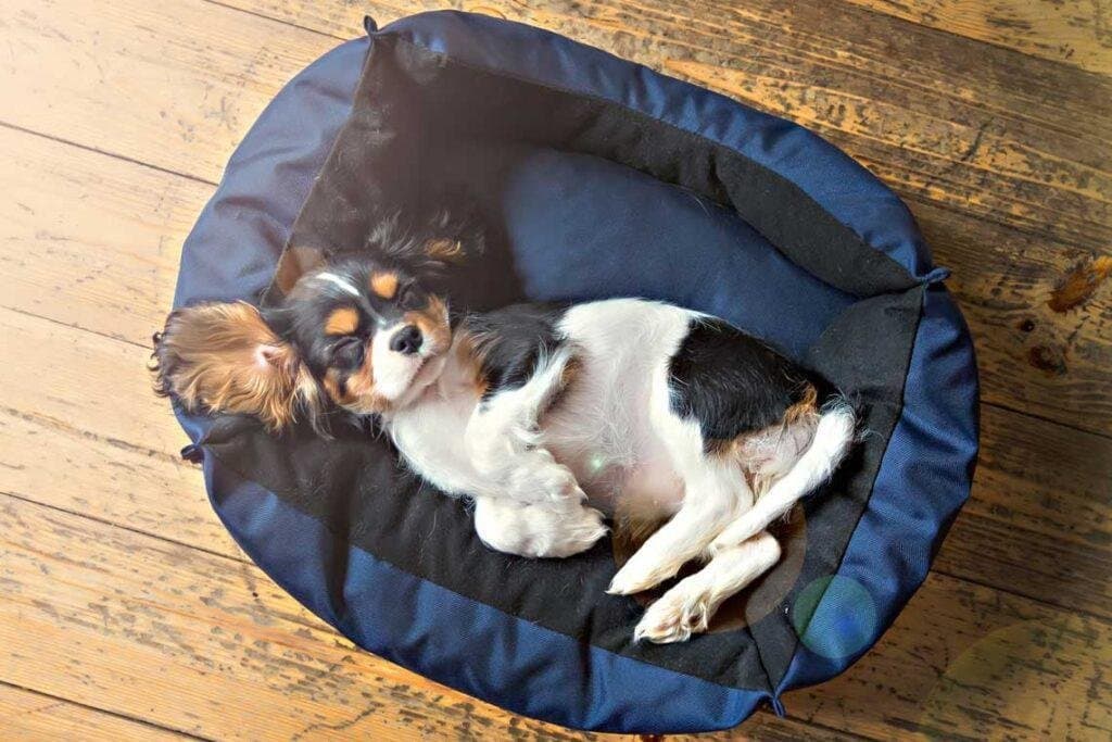 ¿Cómo enseñar a mi perro a dormir en su cama?