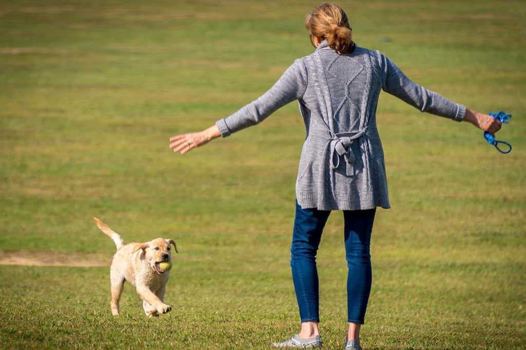 Como enseñar a mi perro a traer la pelota
