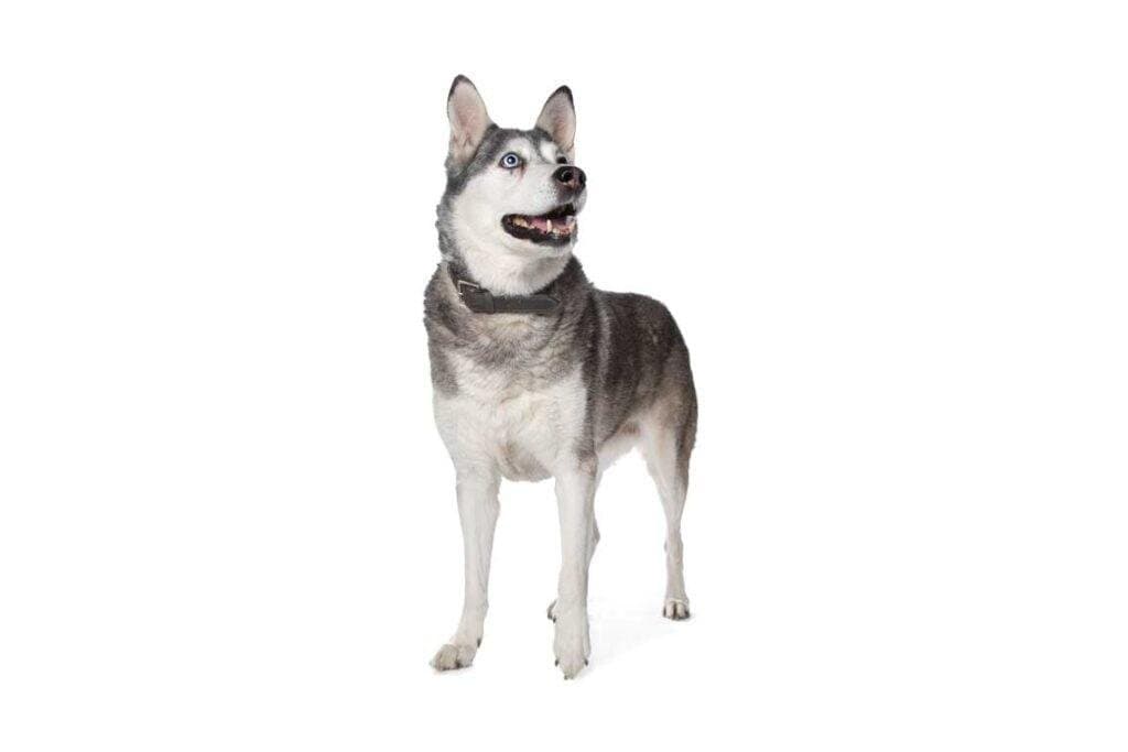 Husky Siberiano