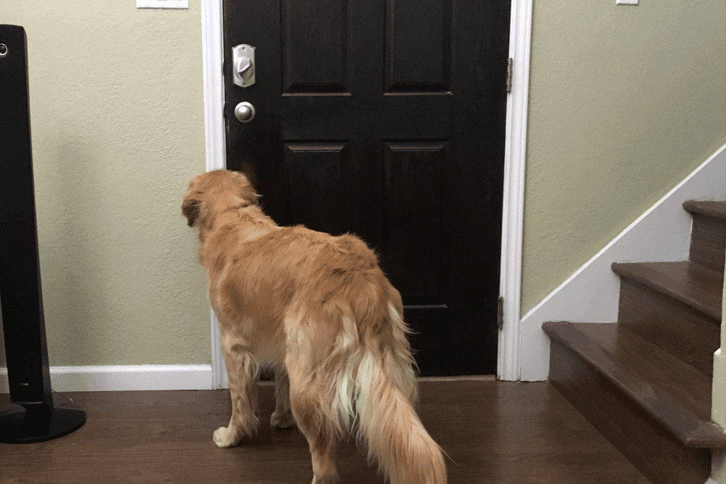 Mi perro ladra cuando tocan el timbre
