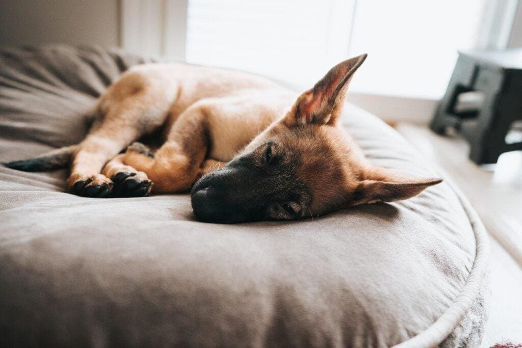 ¿Por qué los perros ladran cuando duermen?