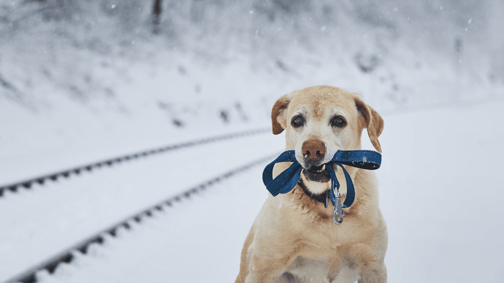 ¿Los perros pueden pasear sueltos?