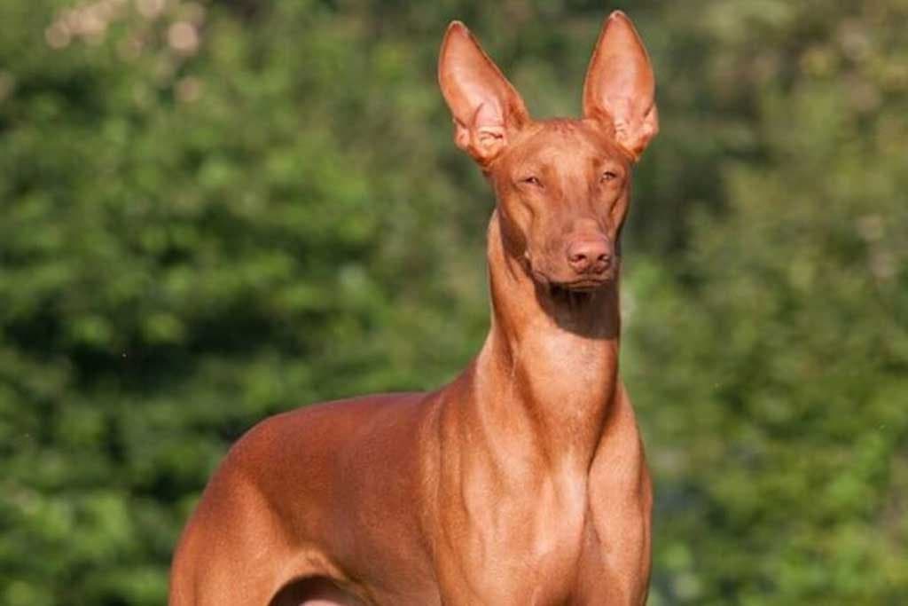 Los perros podencos
