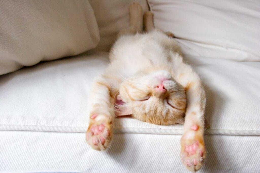 10 tips para mejorar la vida de tu gato