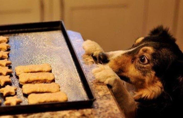Mi perro molesta mientras comemos