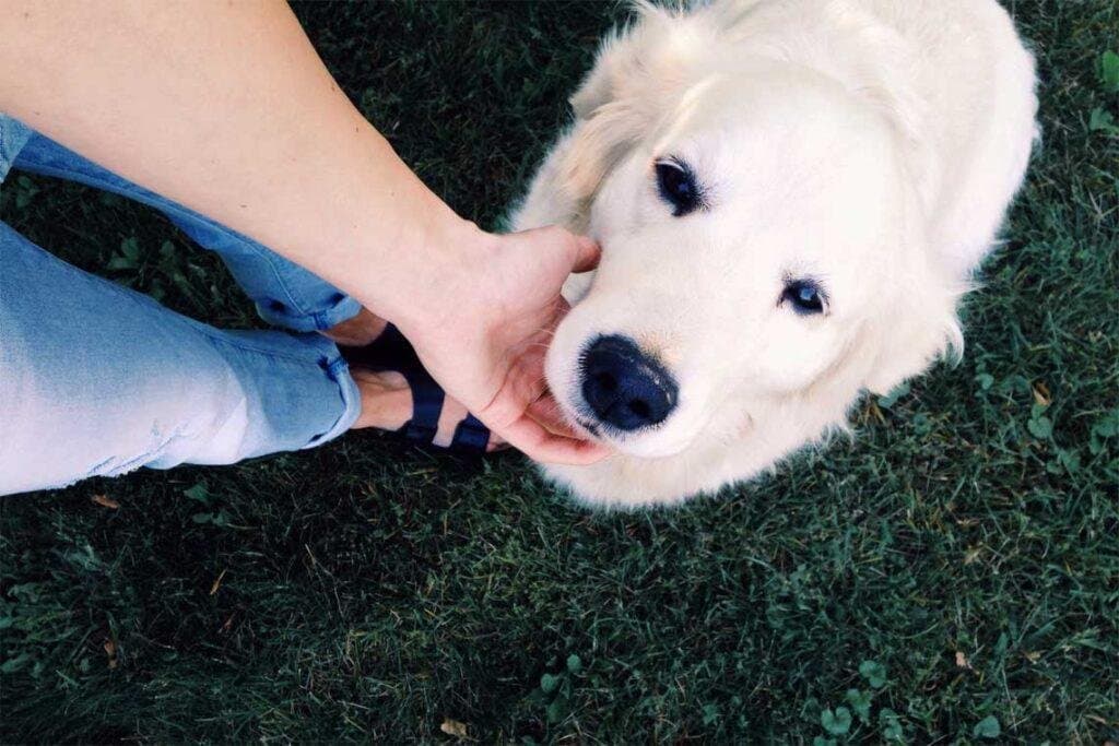 Mi perro no se deja tocar
