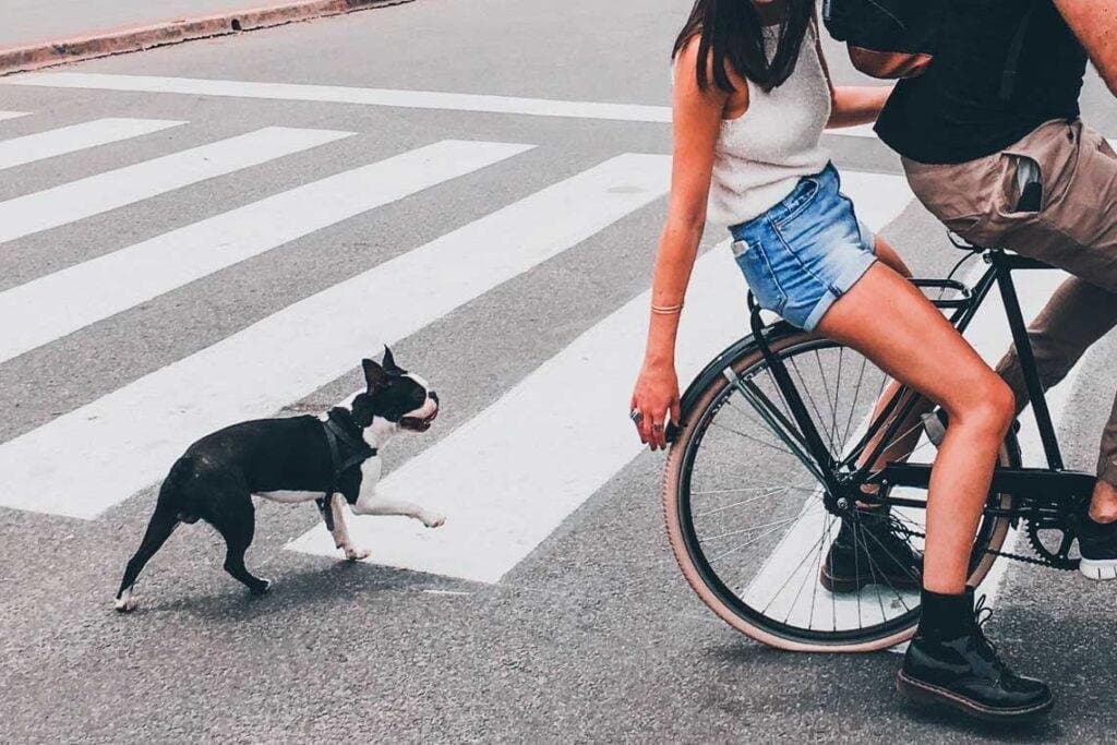 Mi perro persigue coches, motos o bicis