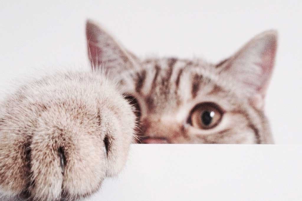 Nombres para gatos en inglés