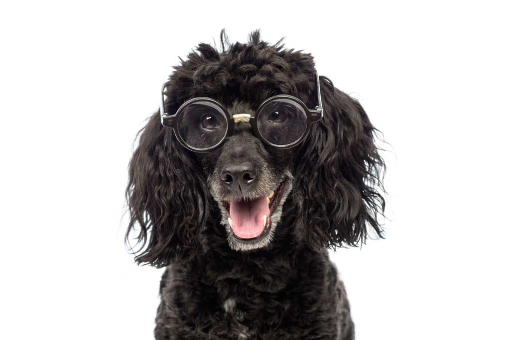 Nombres para perros caniches