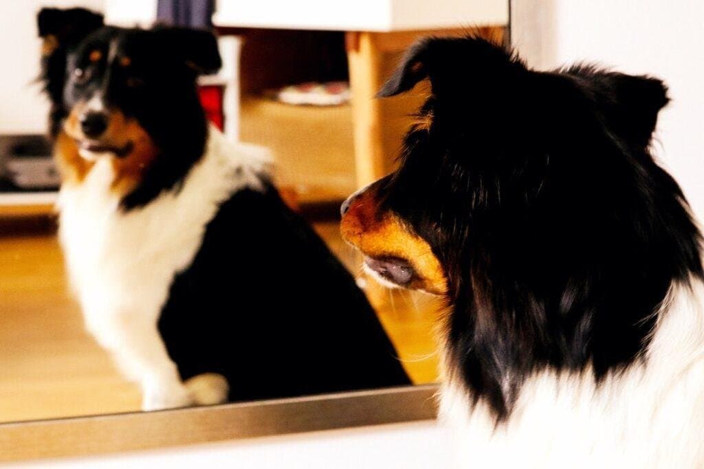 PERROS Y ESPEJOS: La psicología detrás de porqué los perros reaccionan a los reflejos