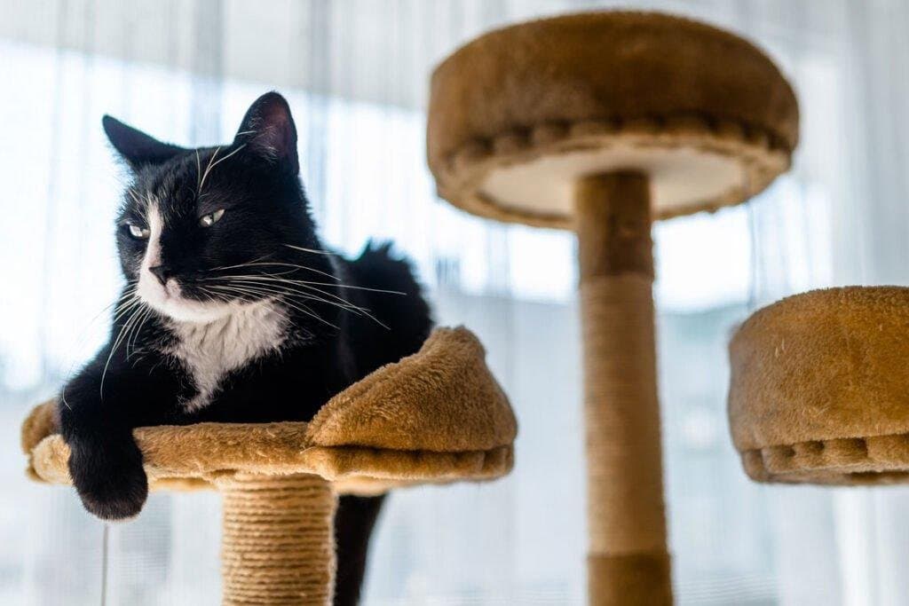 Por qué los gatos prefieren las alturas