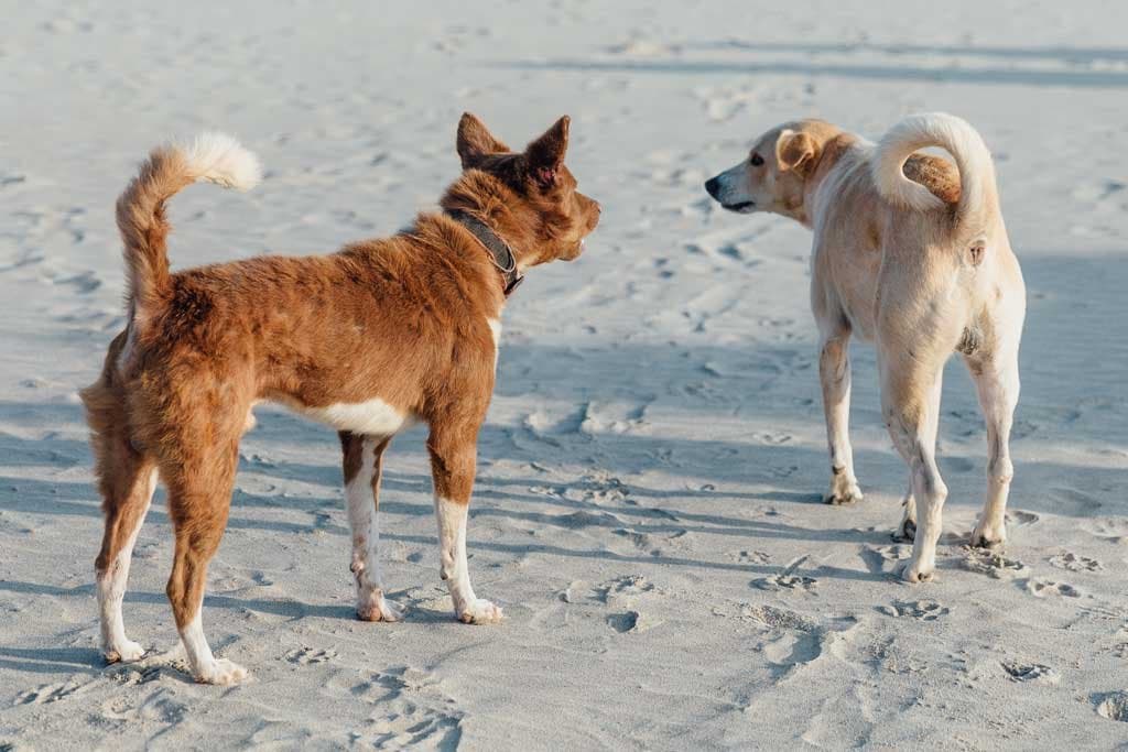 ¿Por qué mi perro le ladra a otros perros?