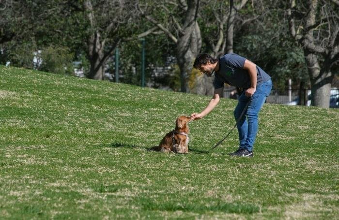 por qué no dar premios a tu perro cerca de otros perros