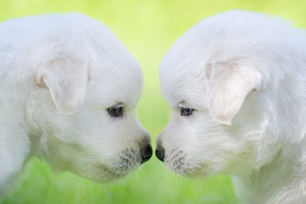 ¿Por qué nos gustan tanto los cachorros?
