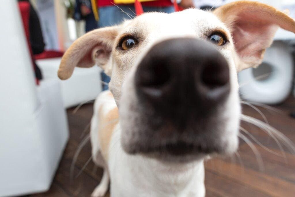¿Pueden los perros oler el miedo?