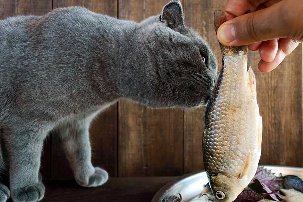 ¿Qué debe comer mi gato?