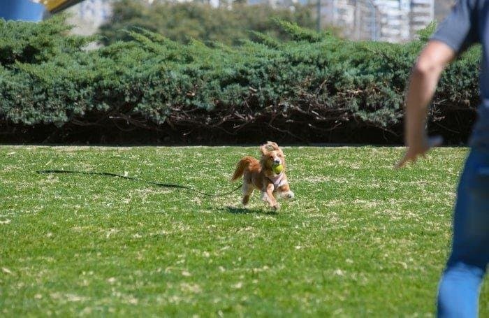 Qué hacer si tu perro persigue la pelota