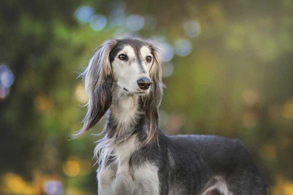 8 razas de perros africanos