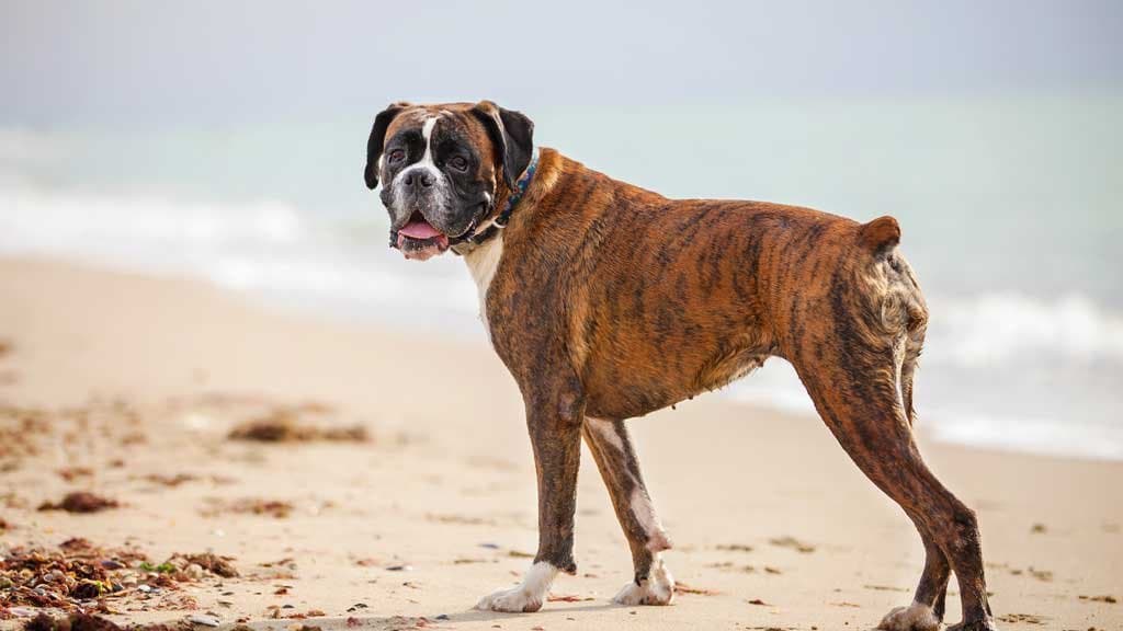 Razas de perros Braquicéfalos