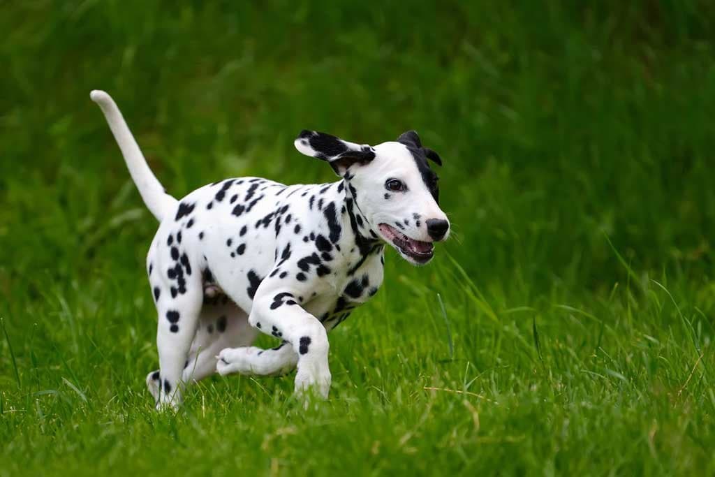Razas de perros con manchas