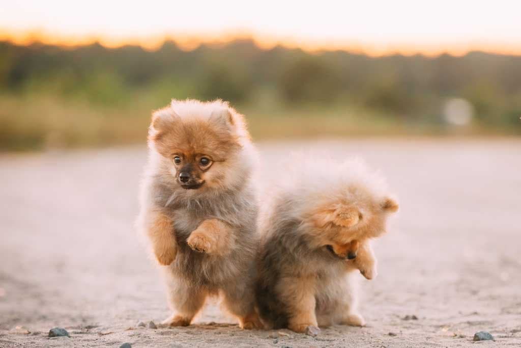 Razas de perros mini toy
