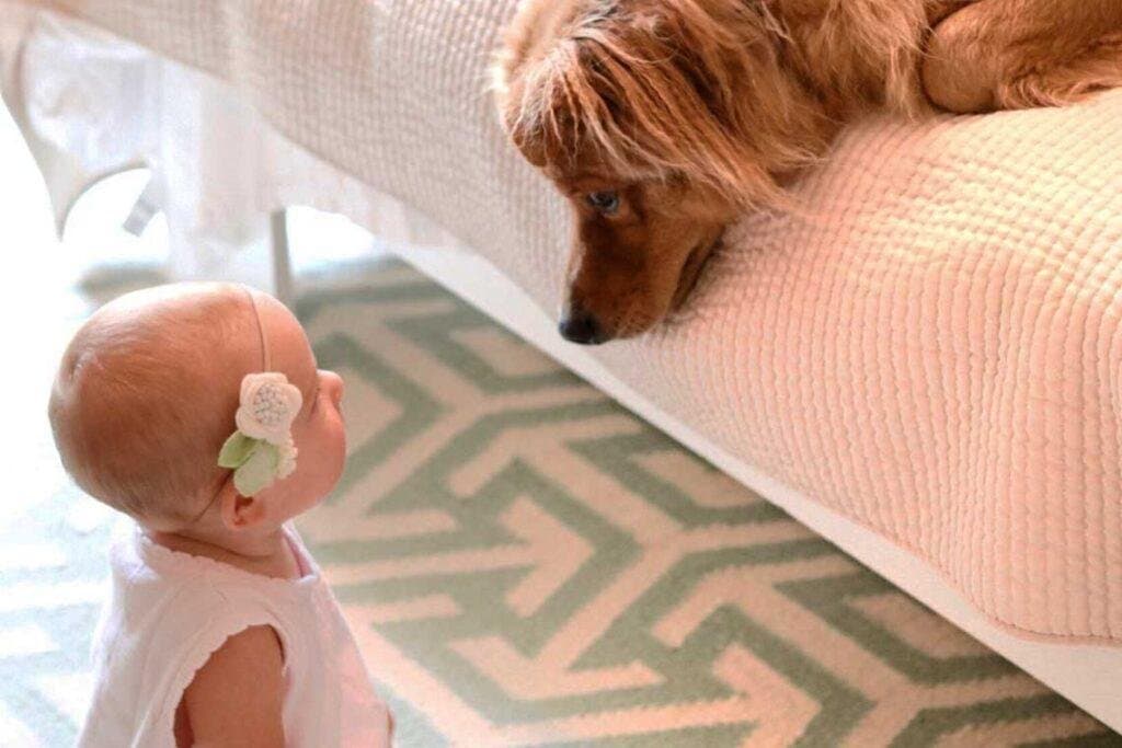 Tengo un niño y quiero adoptar un perro o gato