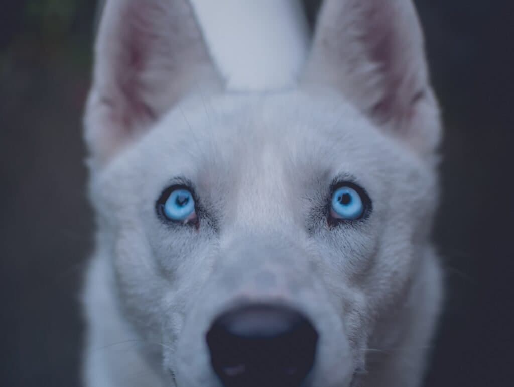 Visión canina: más allá del blanco y negro