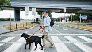 Habituar al perro al pretal