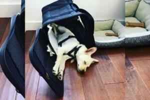 acostumbrar a mi perro al Bolso Viaje