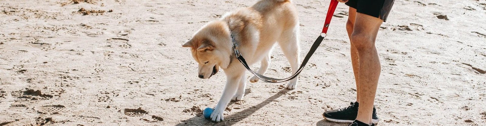 educar perro accesorios adiestrar
