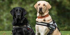 que es mejor arnes o collar para perros