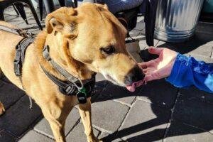 tipos de arneses para perros