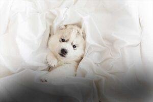 Domesticacion de animales