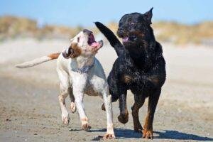 Mi perro ataca a mi otra perra