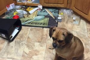 Mi perro se venga de mi