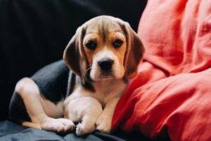Perro dominante