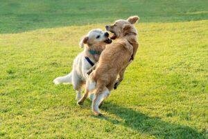 tengo dos perros machos